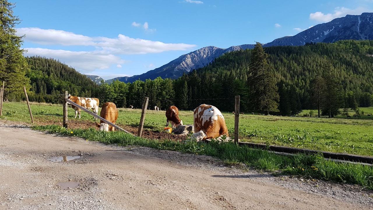 Ferienwohnungen Mamauwiese Gutenstein Exterior foto